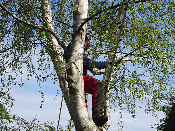 How Our Tree Care Process Works  in  Irwin, PA